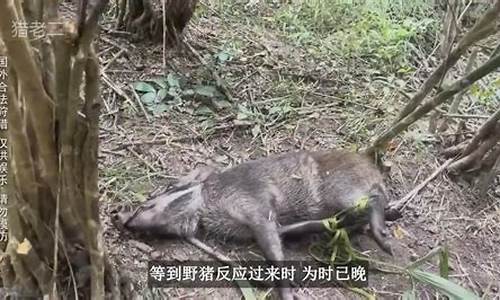 食客集体行动制服野猪 闯入饭馆全过程